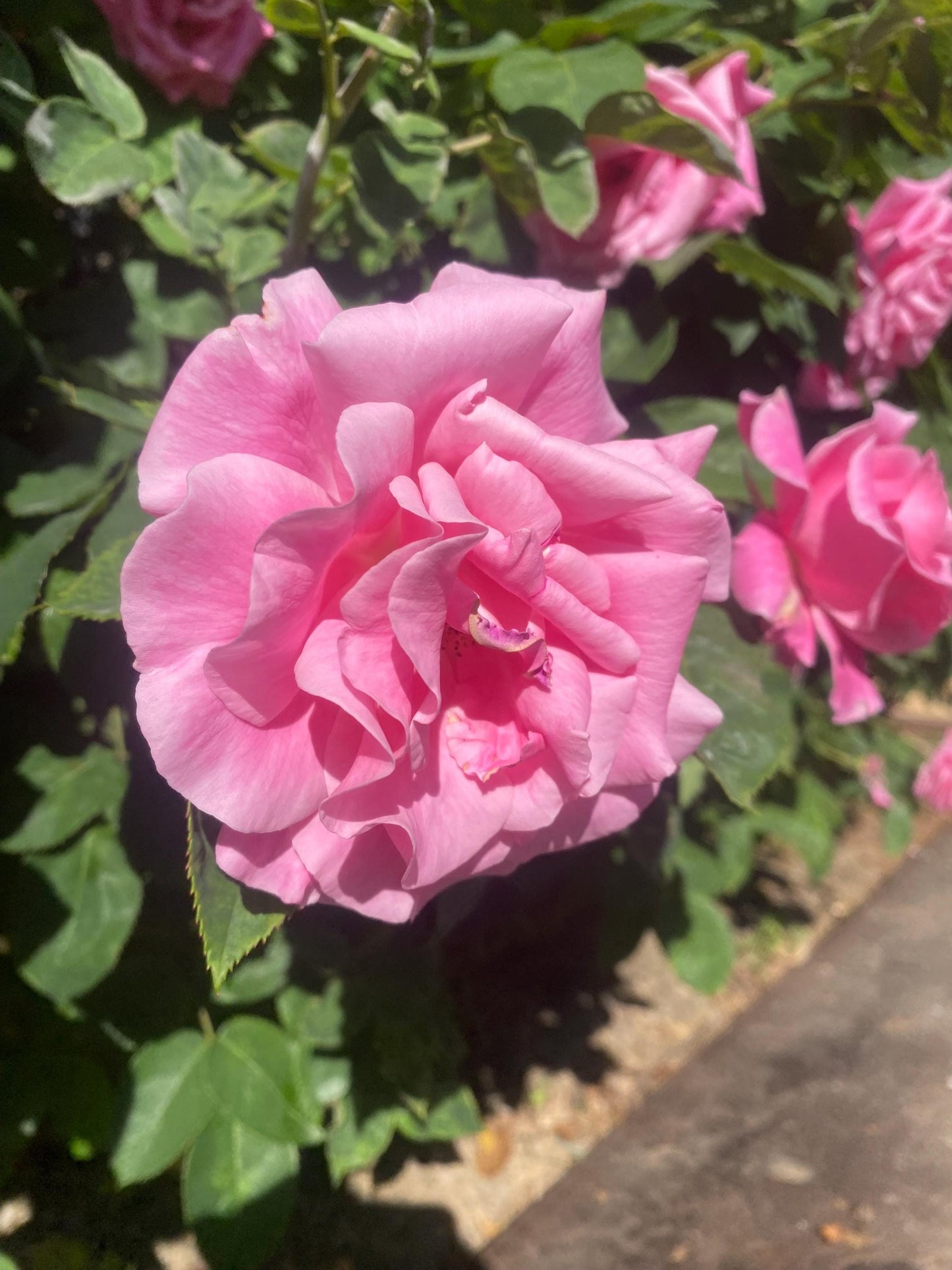 Rose Damascena Essential Oil - Iran