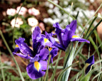 Orris Resinoide Destilacion Molecular (Iris Pallida) | Italia