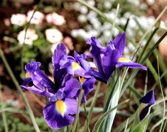 Iriswurzel-Resinoid (Iris Pallida) molekular destilliert | Italien