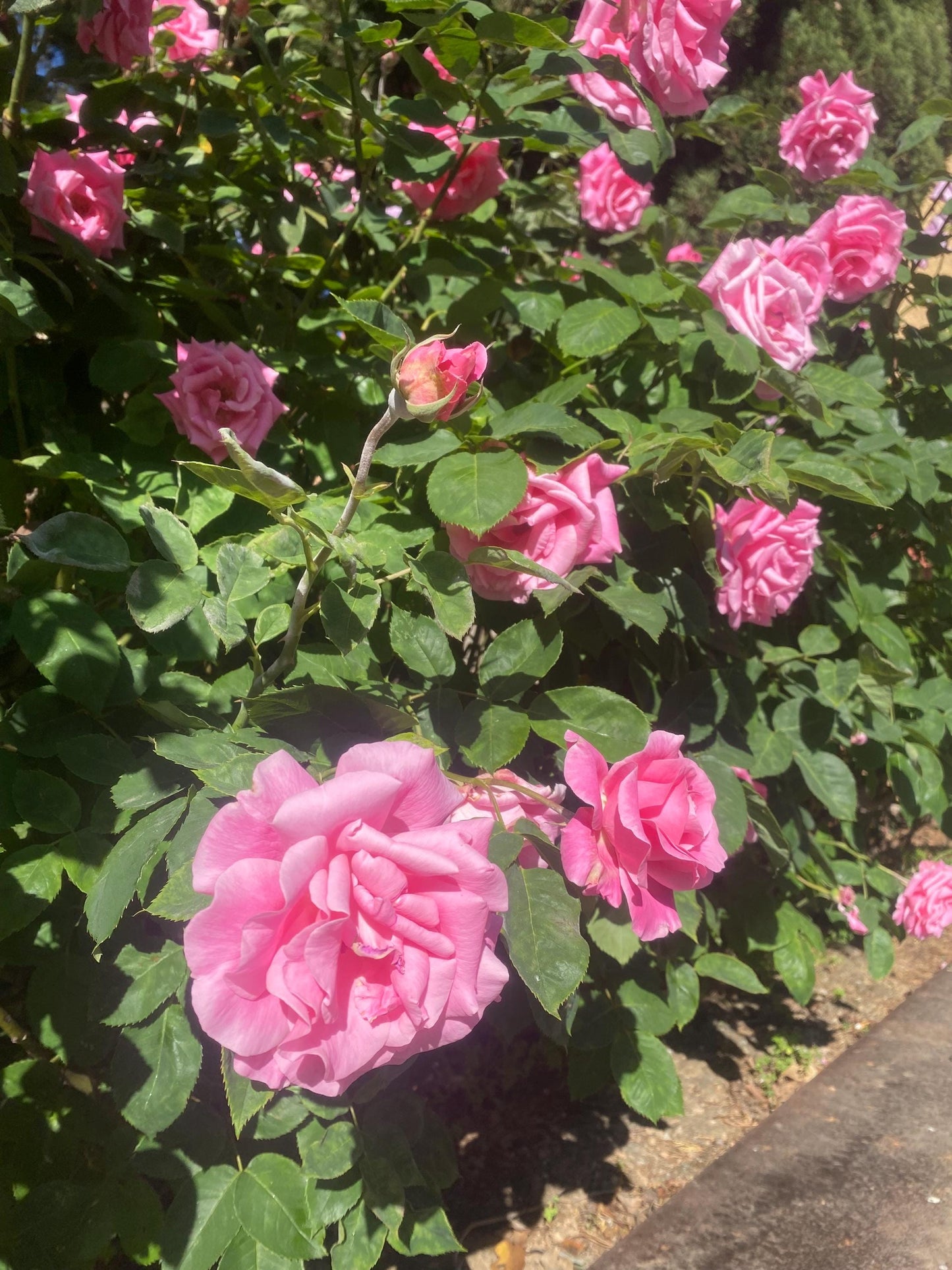 Rose Damascena Essential Oil - Iran