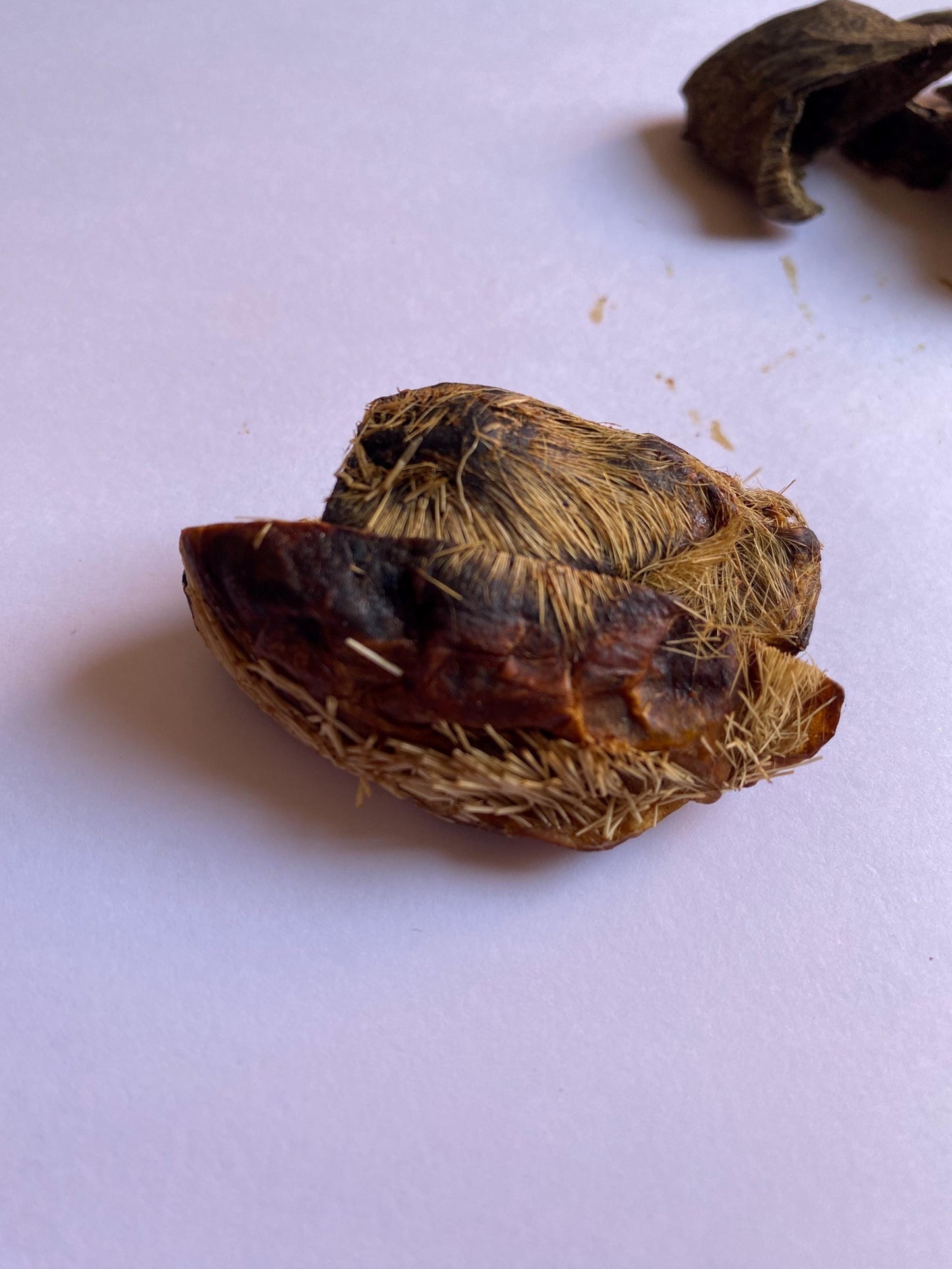 Moschustinktur Kaschmir 10% | 1 ml
