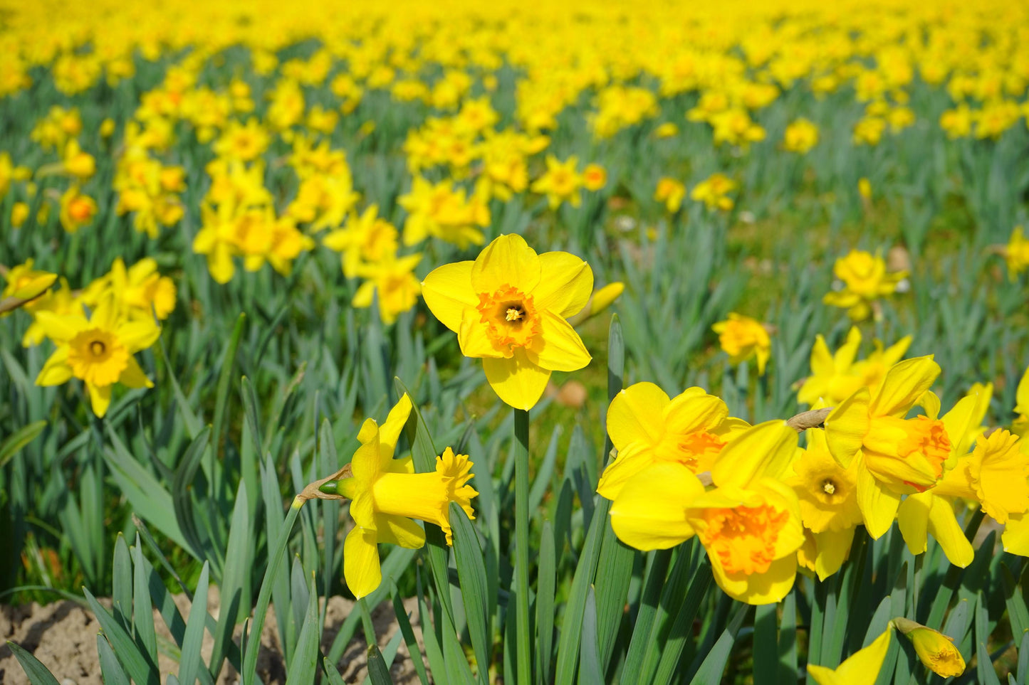 Narcissus Jonquilla Absolute - France