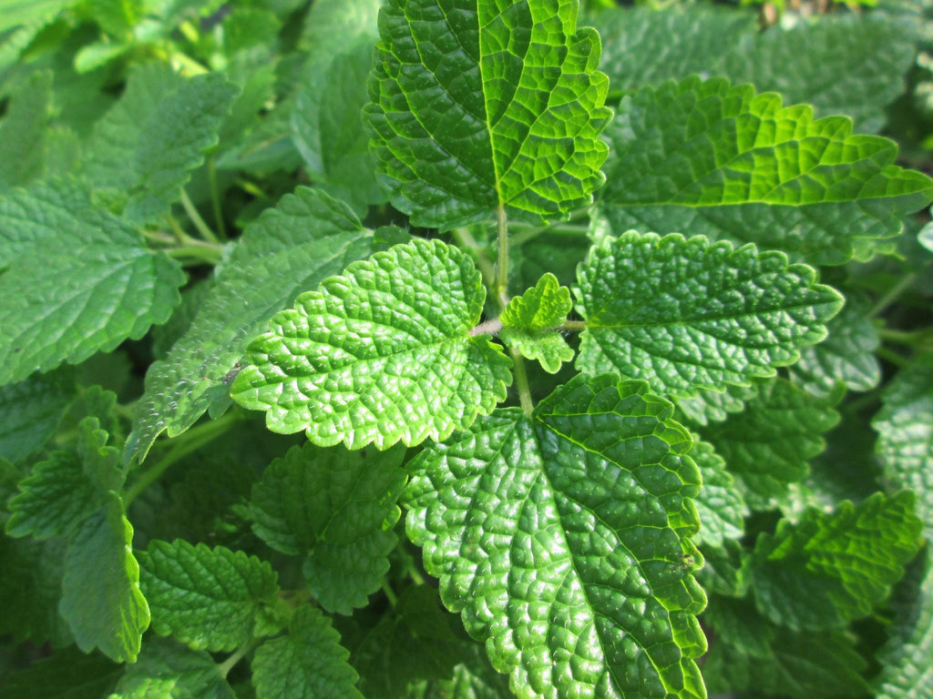 Melisa de Bulgaria (Melissa officinalis) Aceite Esencial