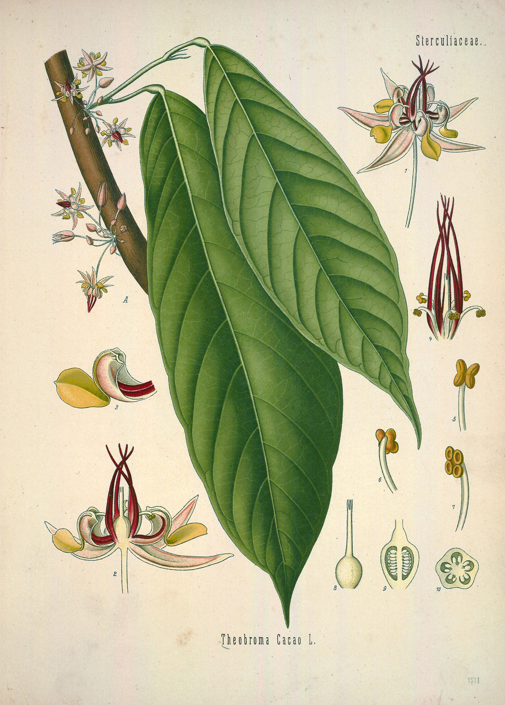 Assoluta di Cacao 30% – Ghana