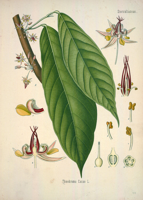 Cocoa Absolute 30% — Theobroma cacao — Ghana