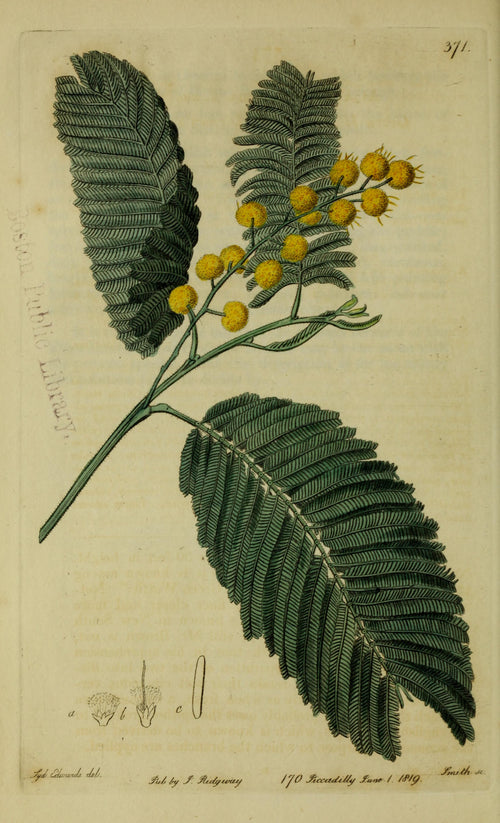 Assoluta di Mimosa