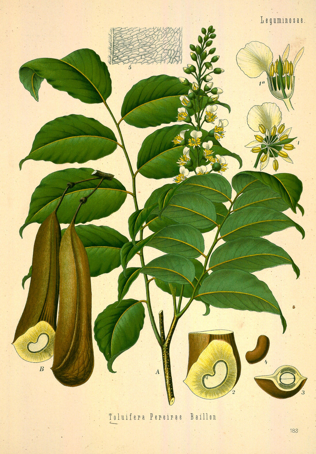 Balsamo del Perù Vintage