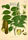 Lámina botánica antigua del bálsamo de Perú (Myroxylon balsamum)