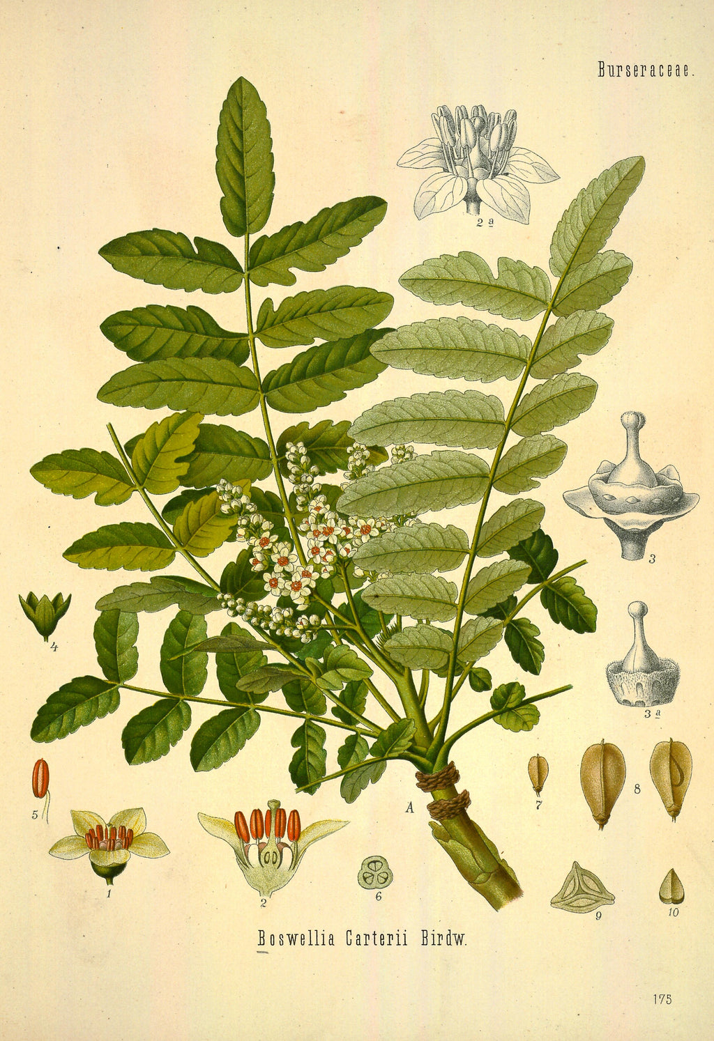 Boswellia sacra Oman – Amber
