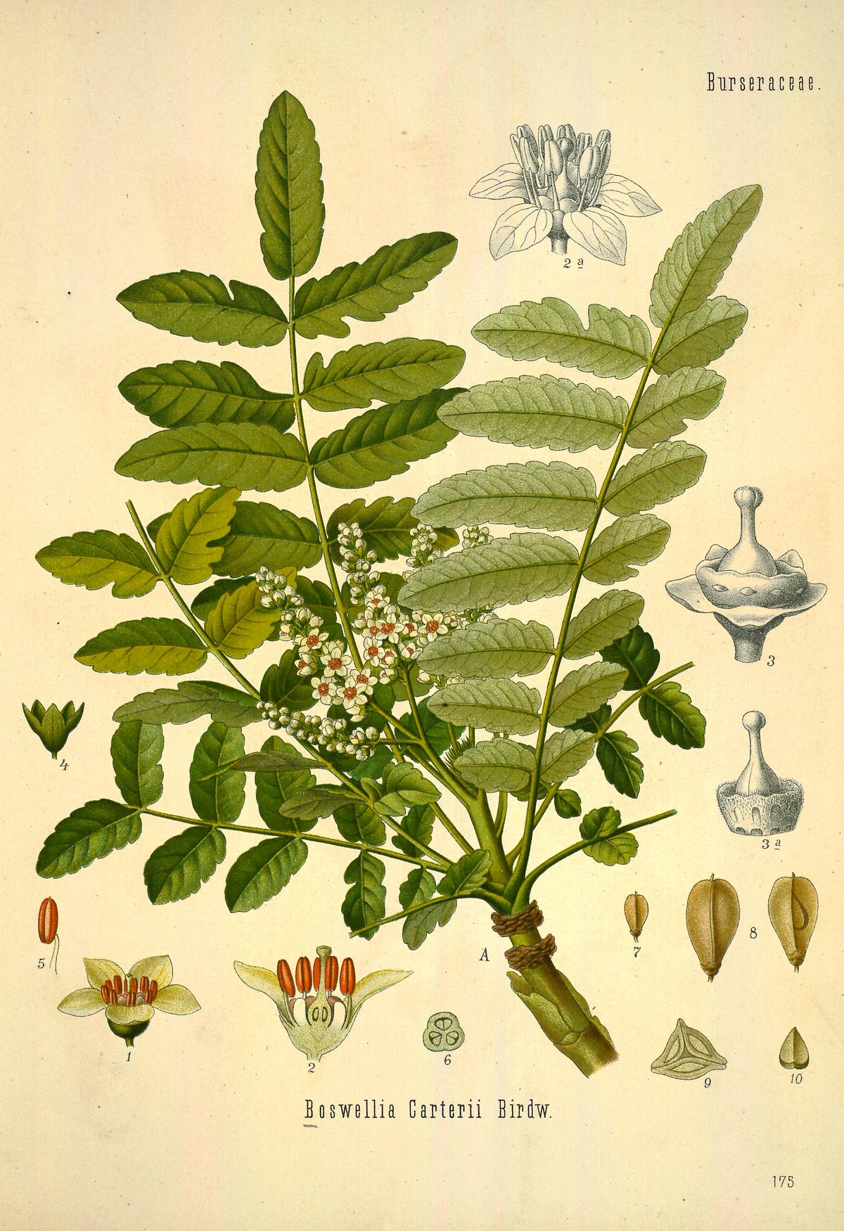 Boswellia sacra Oman – Amber