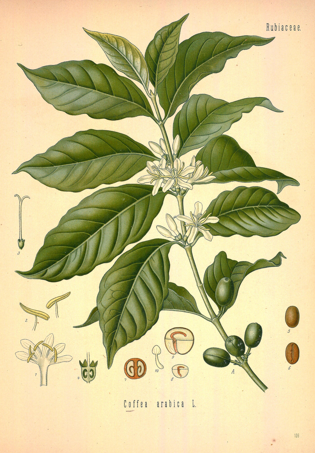 Assoluta di Caffè – Etiopia
