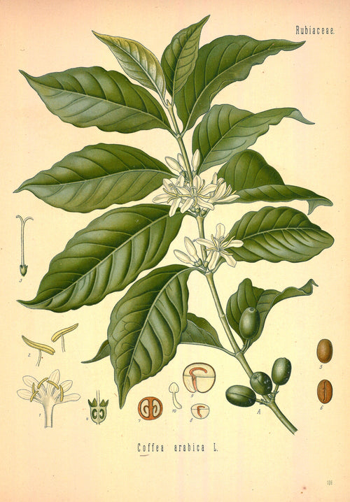 Coffee Absolute — Coffea arabica — Ethiopia