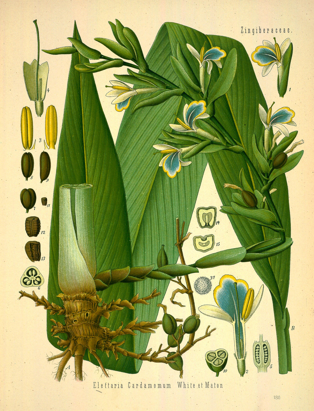 Olio Essenziale di Cardamomo, 3 ml