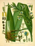 Olio Essenziale di Cardamomo, 3 ml