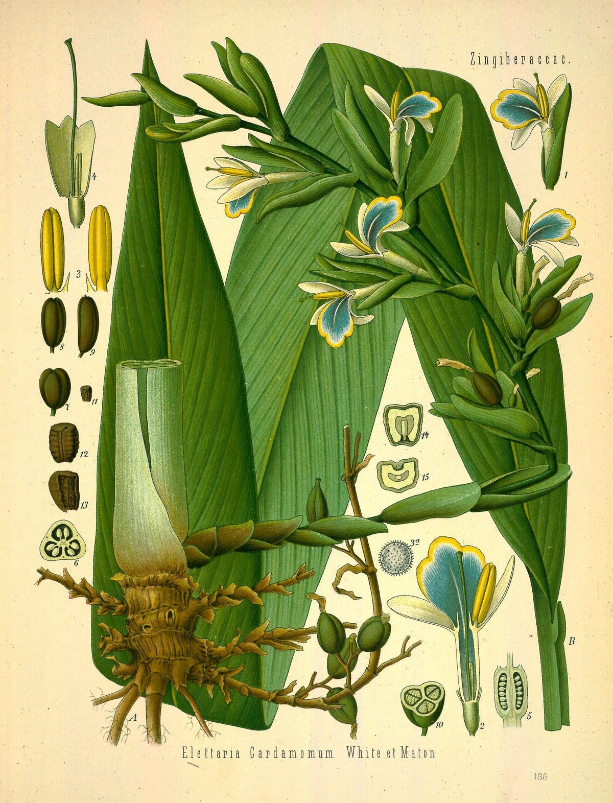 Olio Essenziale di Cardamomo, 3 ml