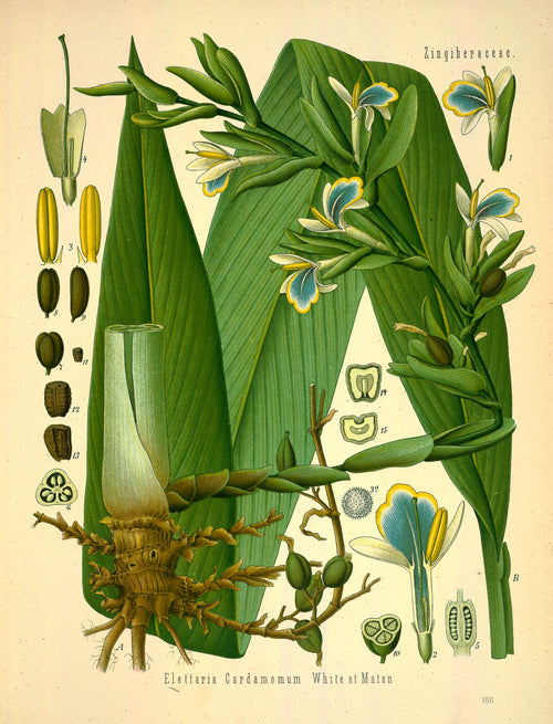 Lámina botánica antigua del cardamomo (Elettaria cardamomum)