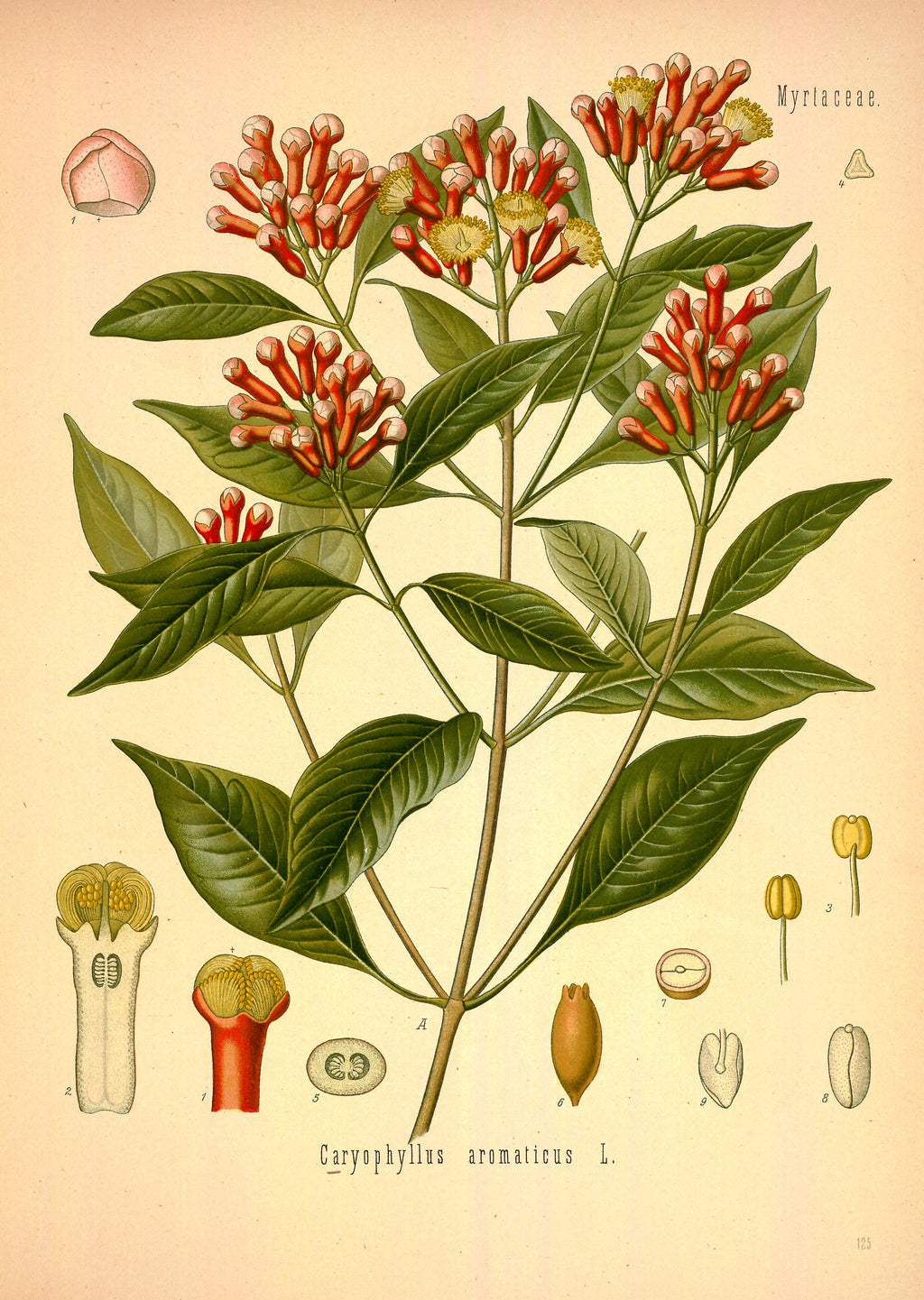 Olio Essenziale di Chiodi di Garofano Vintage – Pre 1980
