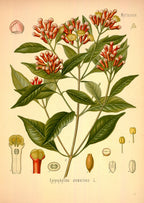 Olio Essenziale di Chiodi di Garofano Vintage – Pre 1980
