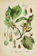 Lámina botánica antigua del haya (Fagus sylvatica)