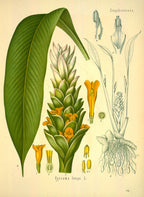 Olio Essenziale di Curcuma – Madagascar