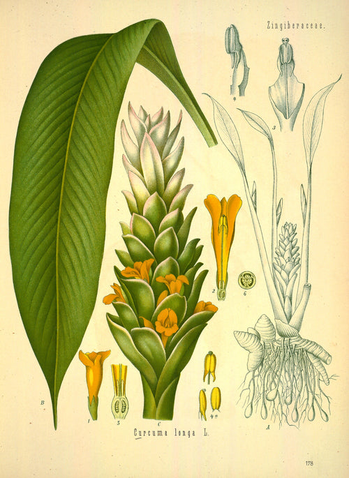 Lámina botánica antigua de la cúrcuma (Curcuma longa)