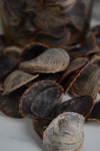 Operculum Onchya - Mar Rojo