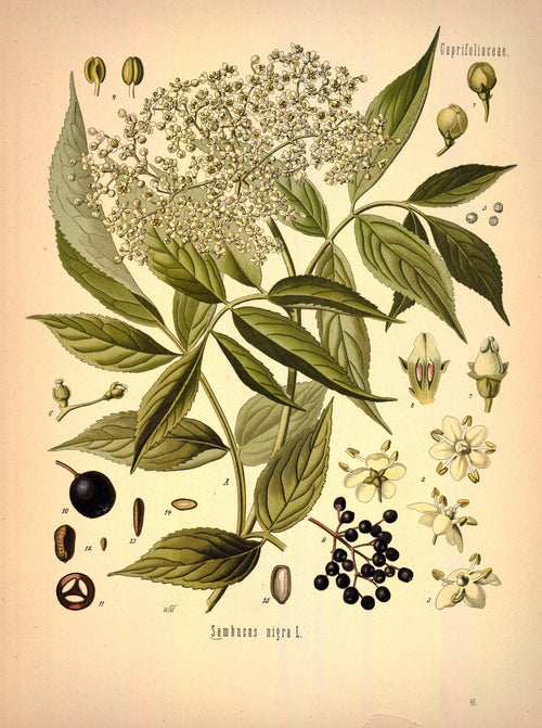 Elderflower Absolute — Sambucus nigra — France