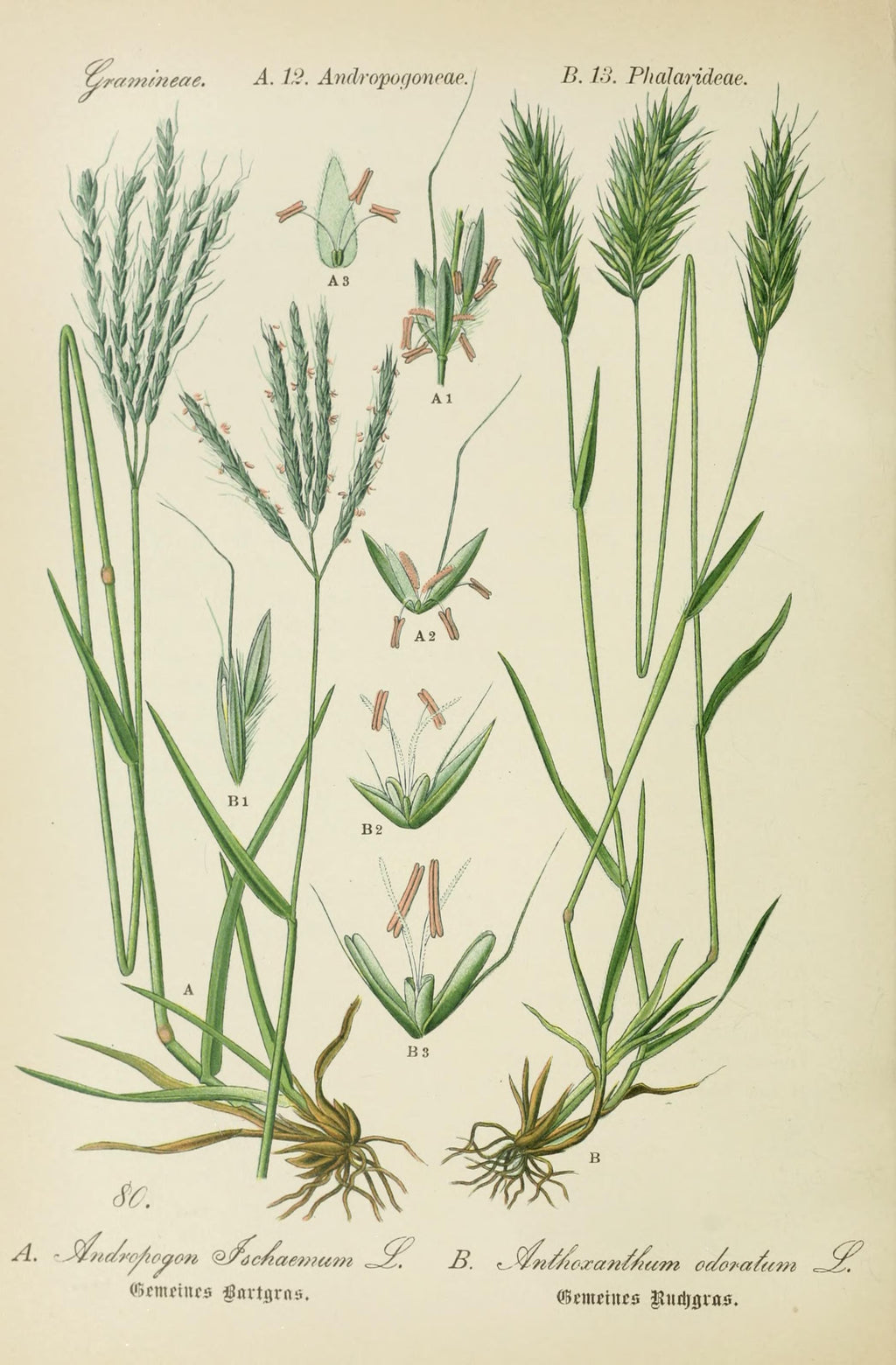Assoluta di Flouve – Grasse, Francia (Anthoxanthum odoratum)
