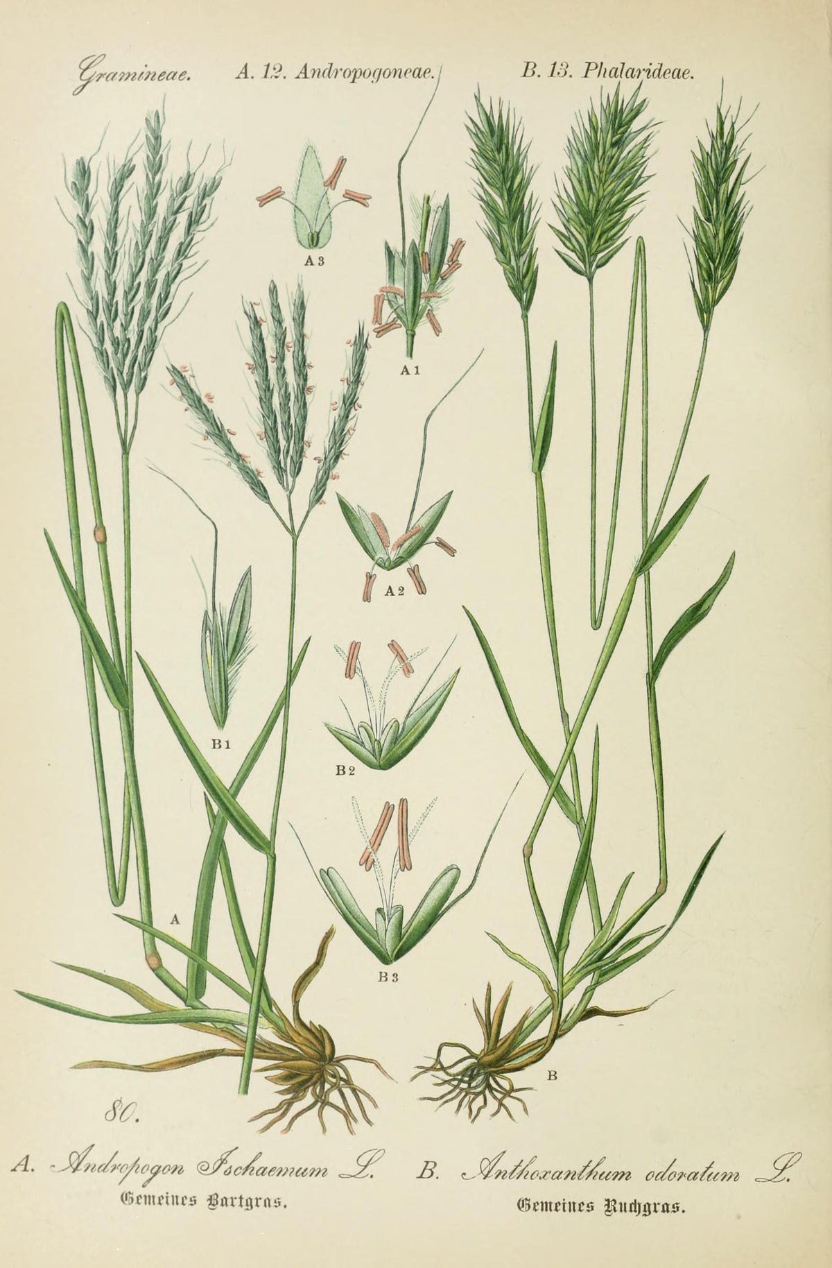Assoluta di Flouve – Grasse, Francia (Anthoxanthum odoratum)
