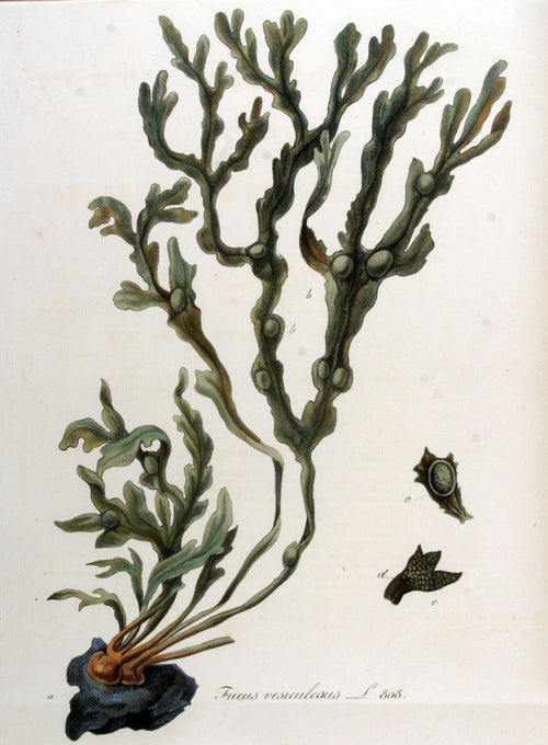 Fucus vesiculosus — lámina botánica de Flora Batava, ilustración de Jan Kops (dominio público)