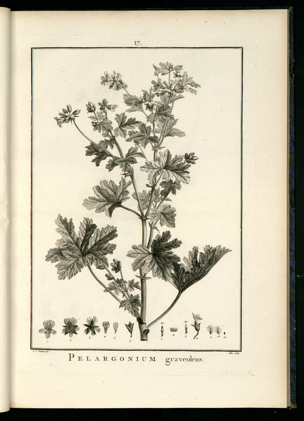 Olio Essenziale di Geranio (Pelargonium graveolens) – Madagascar