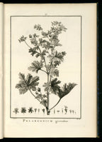 Olio Essenziale di Geranio (Pelargonium graveolens) – Madagascar