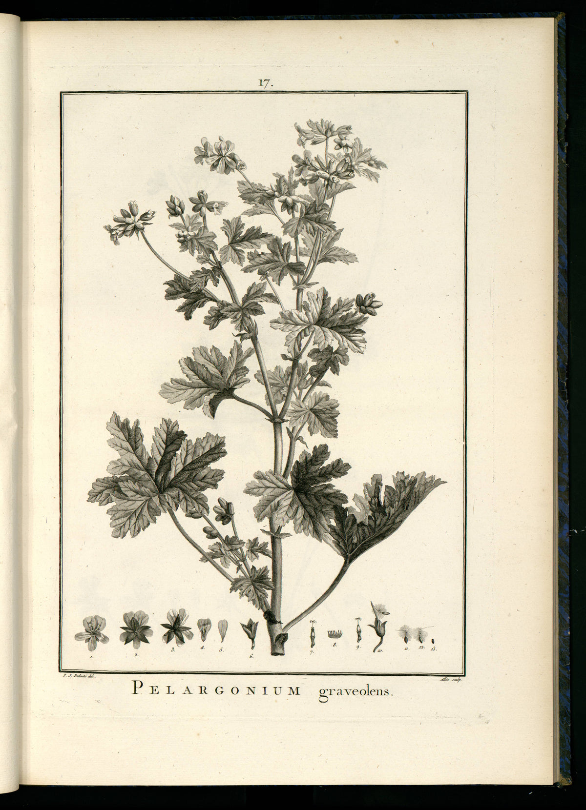 Olio Essenziale di Geranio (Pelargonium graveolens) – Madagascar