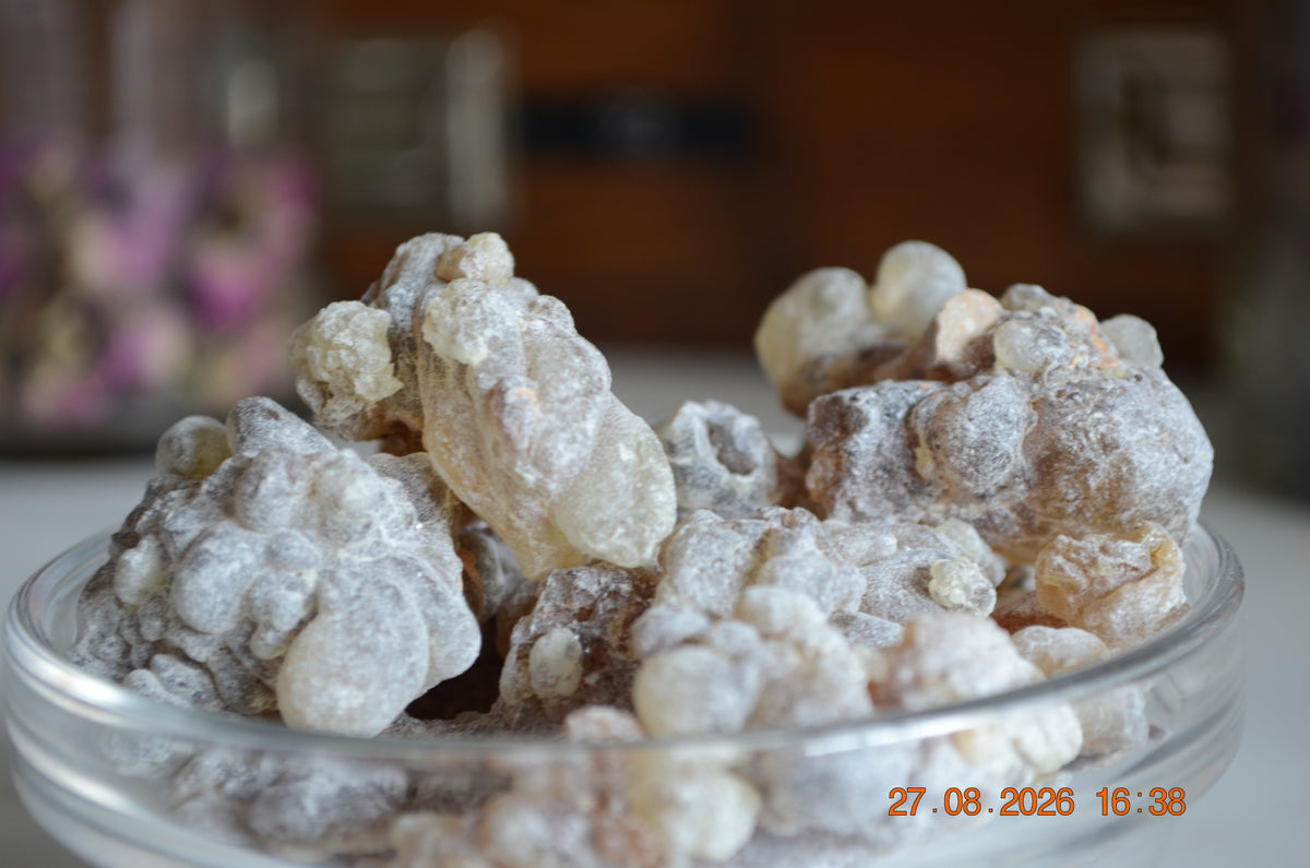 Boswellia Sacra Omán - Shaabi