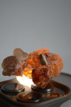 Boswellia Sacra Omán - Shaabi