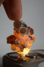 Boswellia Sacra Omán - Shaabi