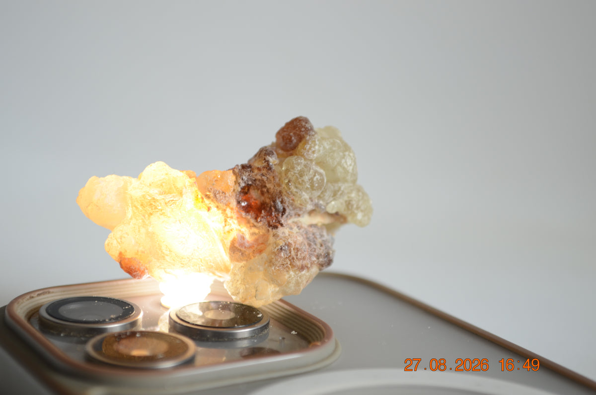 Boswellia Sacra Omán - Shaabi