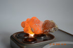Boswellia Sacra Omán - Amber
