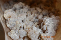 Boswellia Sacra Omán - Shaabi