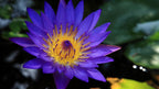 Absoluto de Loto Azul Tailandia