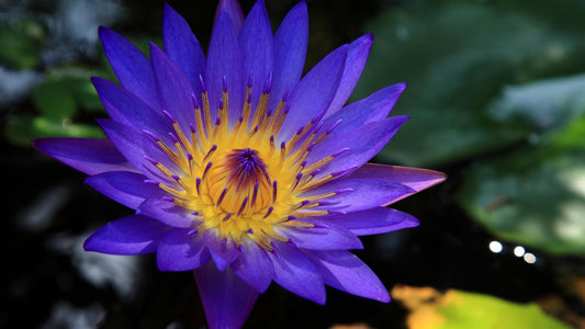 Blue Lotus Abs - Tailandia