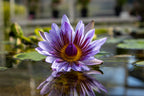 Absoluto de loto azul (Nymphaea caerulea) de Tailandia — The Glass Atelier