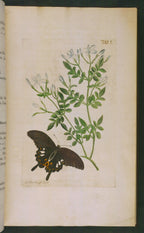 Jasmine Heart — Jasminum grandiflorum — Molecular Distillation — Egypt