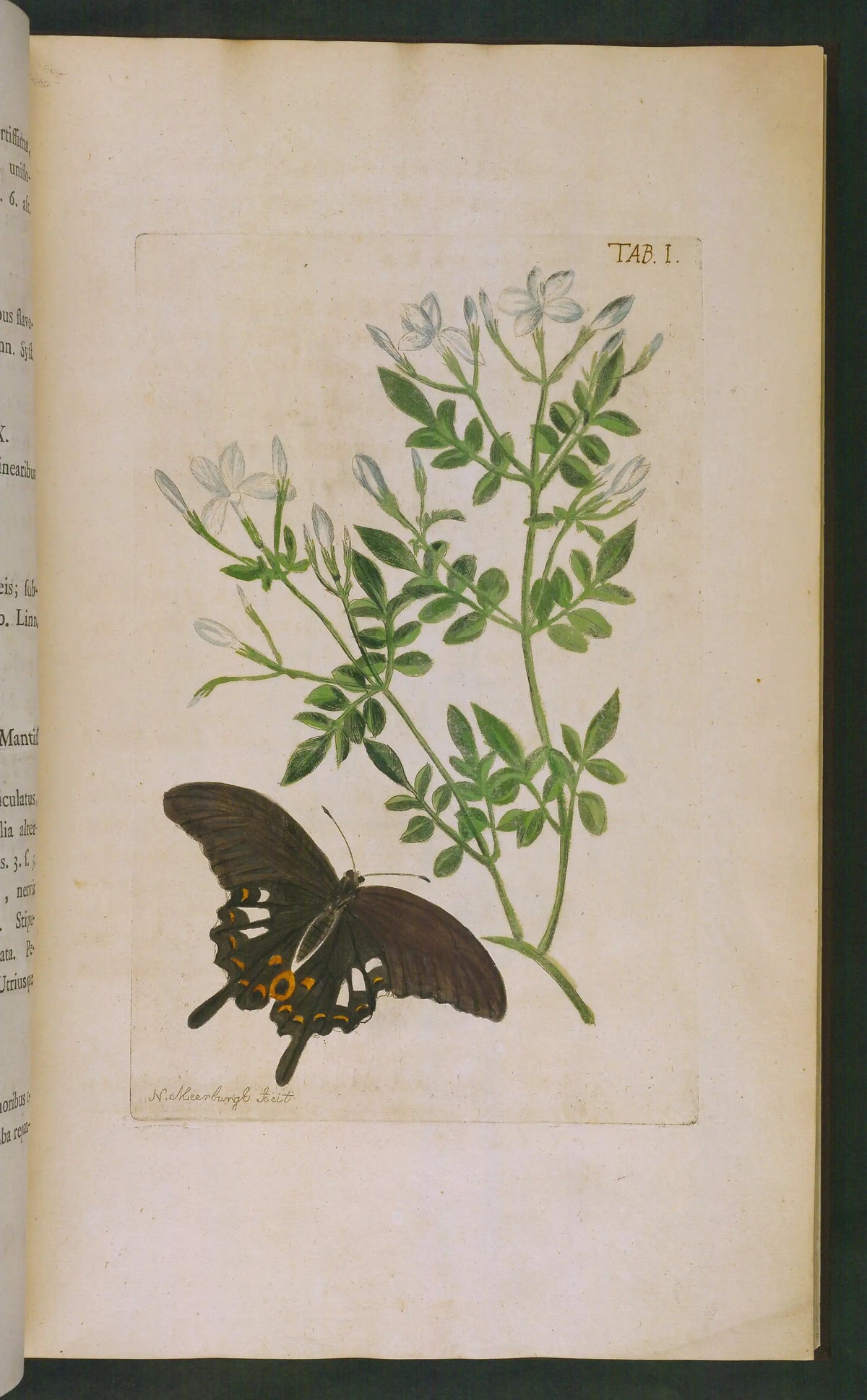 Jasmine Heart — Jasminum grandiflorum — Molecular Distillation — Egypt