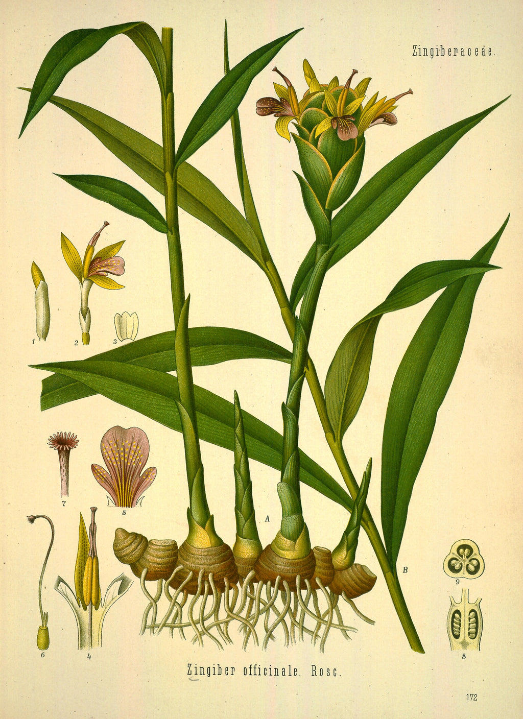 Ginger CO2 - Nigeria