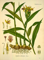 Ginger CO2 - Nigeria