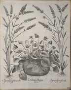 Lavanda Spigo Vintage 1980