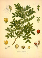 Mastice dell’Afghanistan