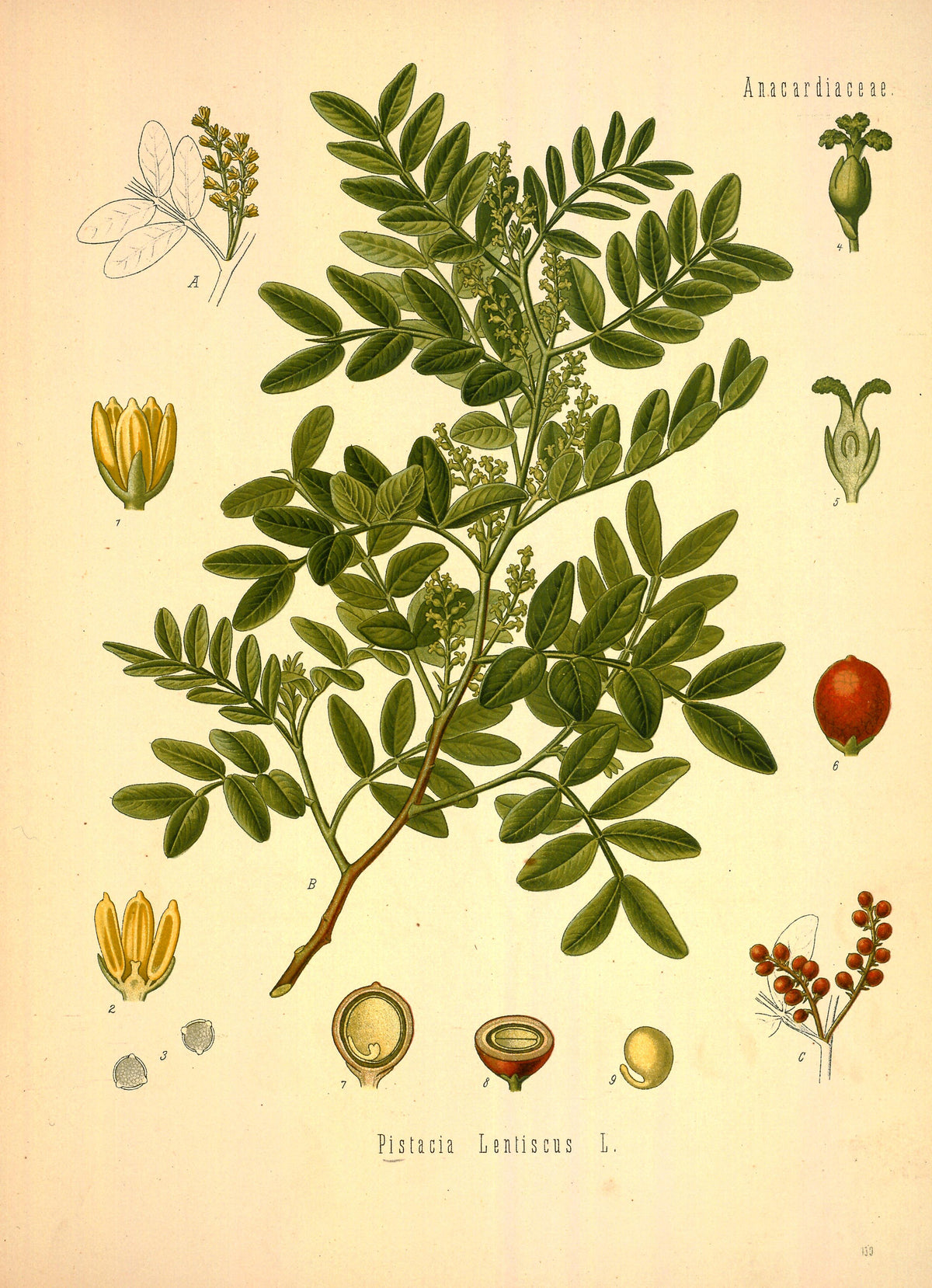 Mastice dell’Afghanistan