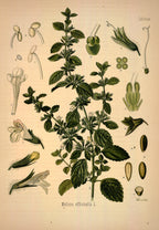 Melissa di Bulgaria (Melissa officinalis) – Olio Essenziale